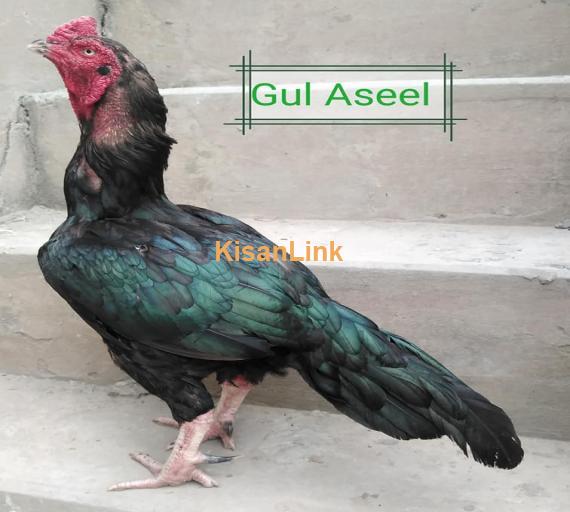 Aseel For Sale