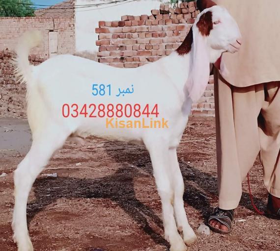 Goat For Sale