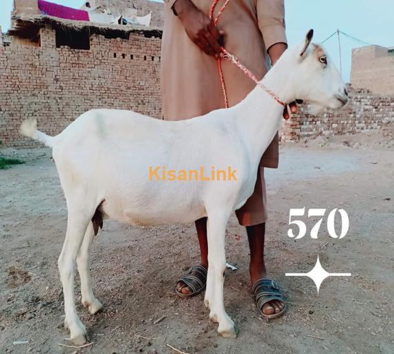 Goat For Sale