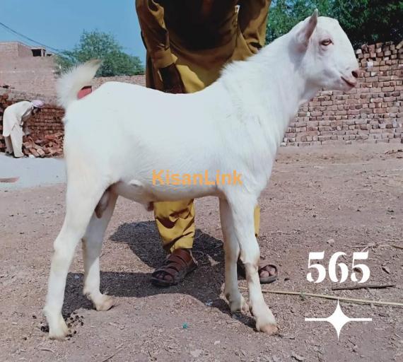 Goat For Sale