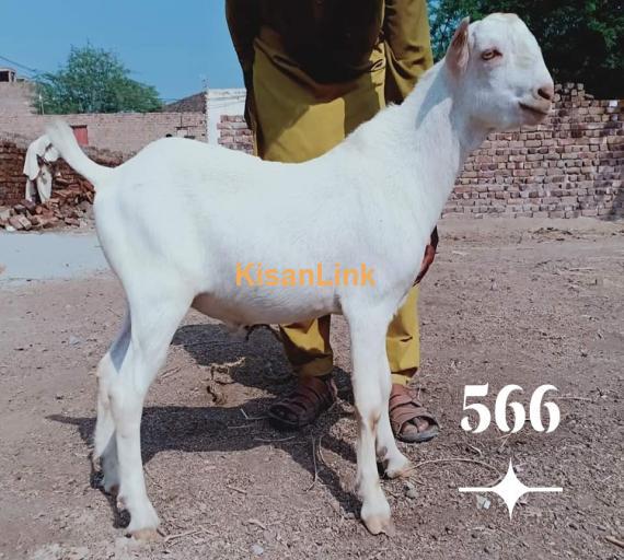 Goat For Sale