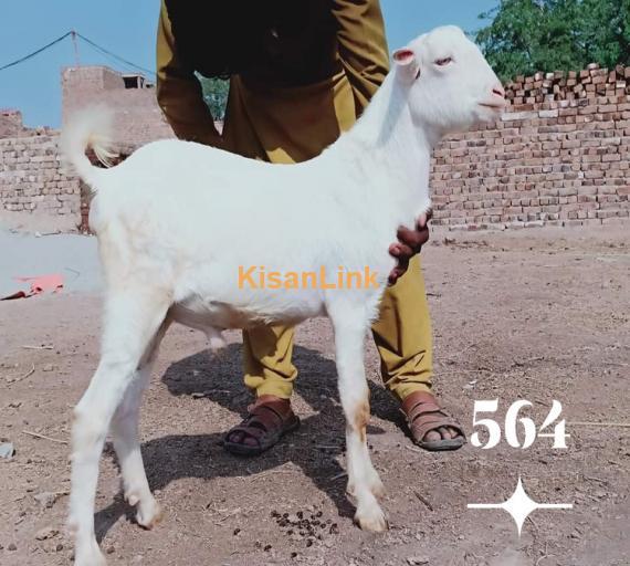 Goat For Sale