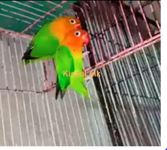 Parrot For Sale