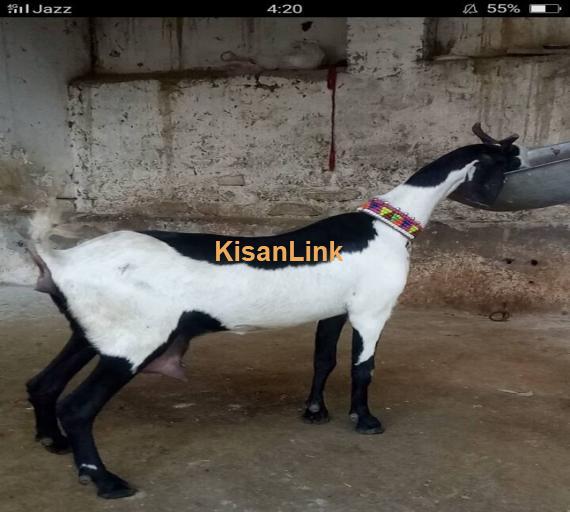 Goat For Sale