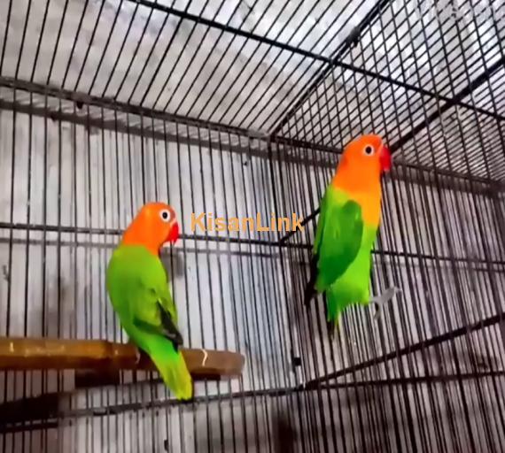 Parrot For Sale