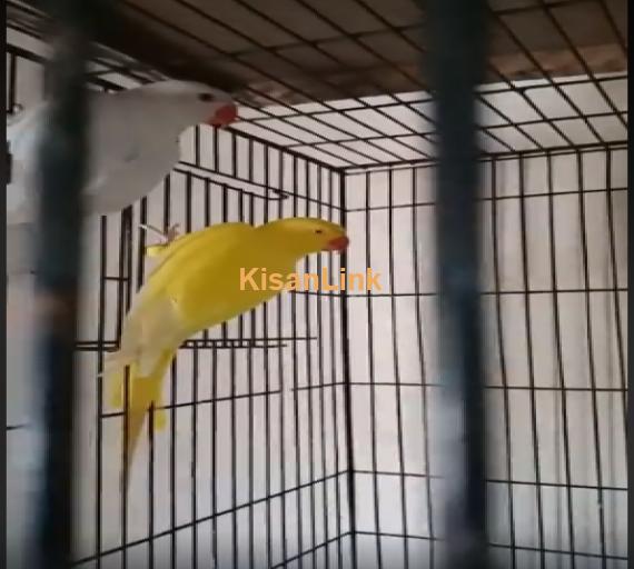 Parrot For Sale