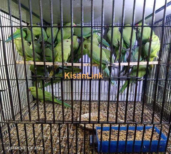 Parrot For Sale