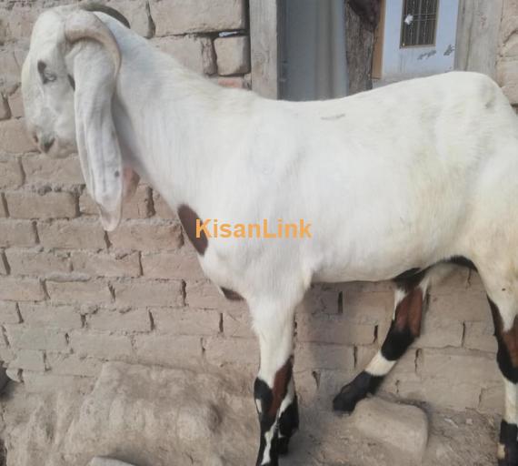 Goat For Sale