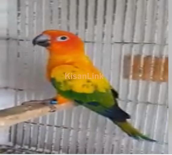 Parrot For Sale