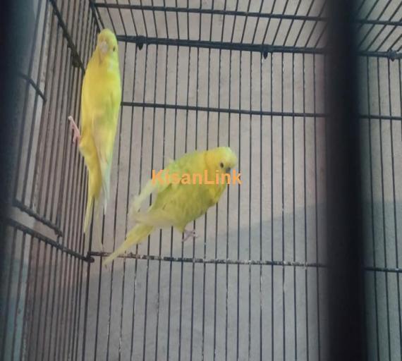 Parrot For Sale