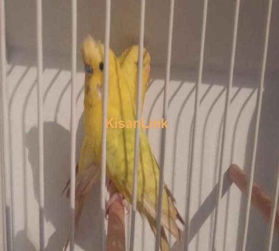 Parrot For Sale