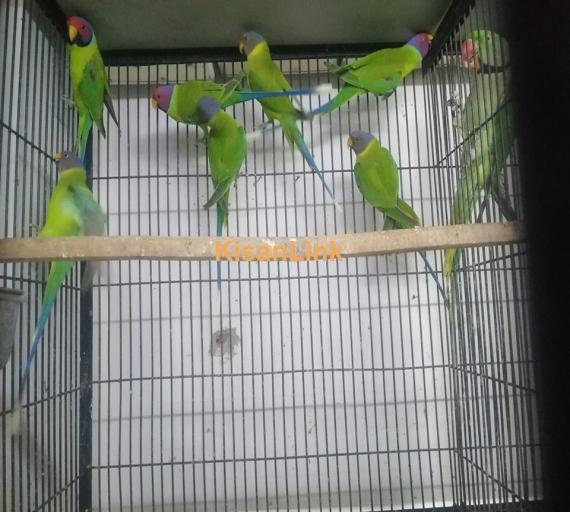 Parrot For Sale