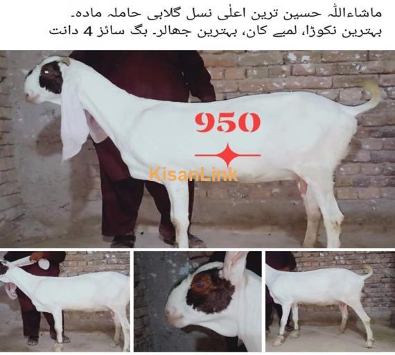 Goat For Sale