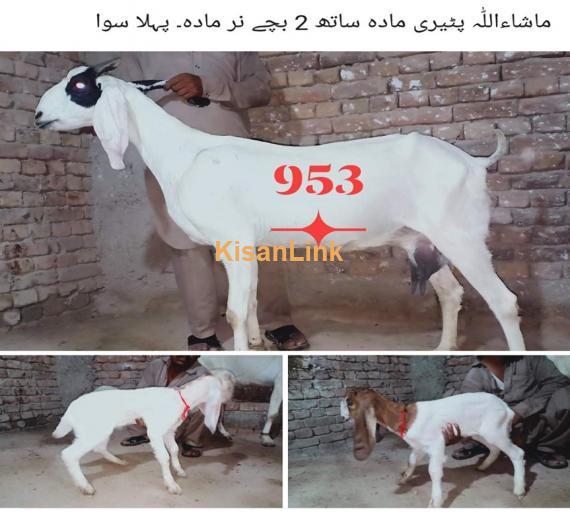 Goat For Sale