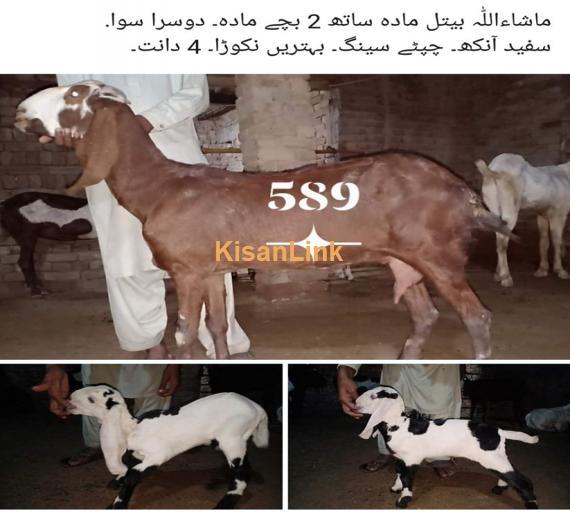 Goat For Sale