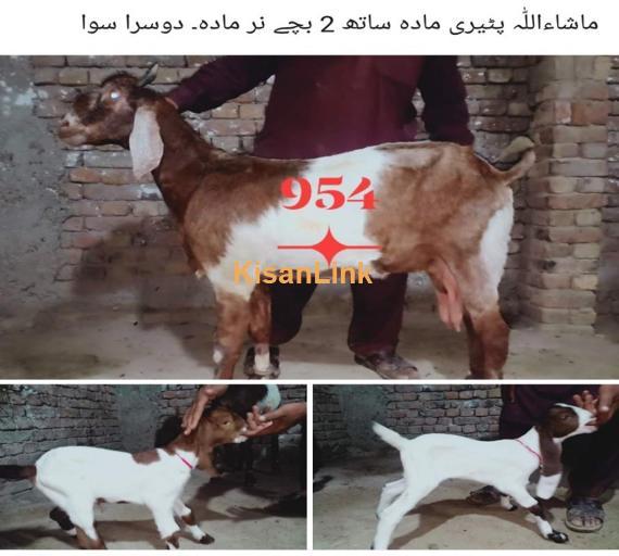 Goat For Sale