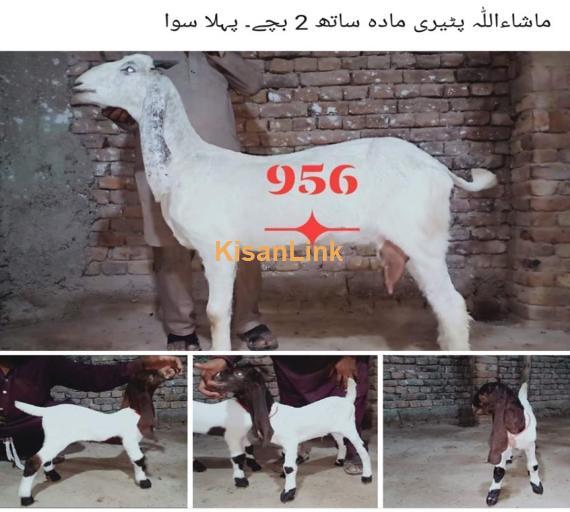 Goat For Sale