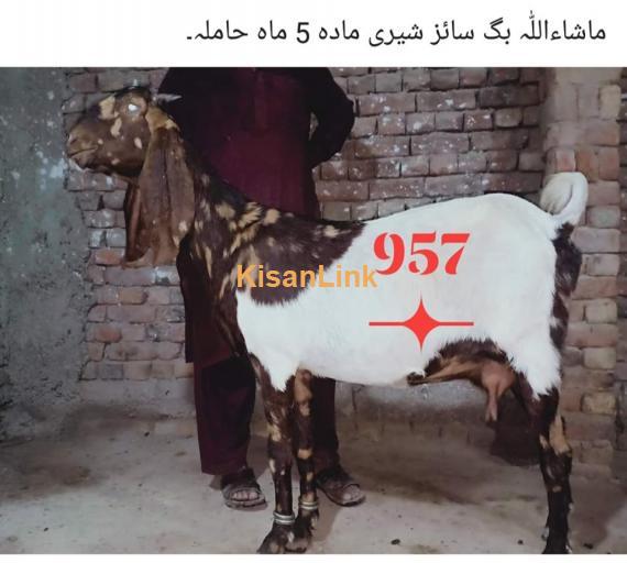 Goat For Sale