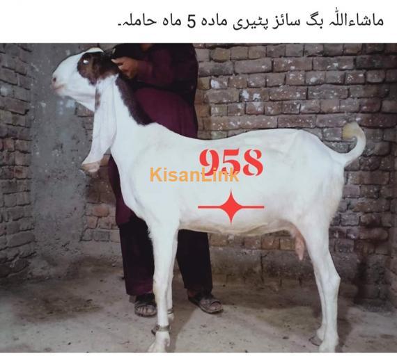 Goat For Sale