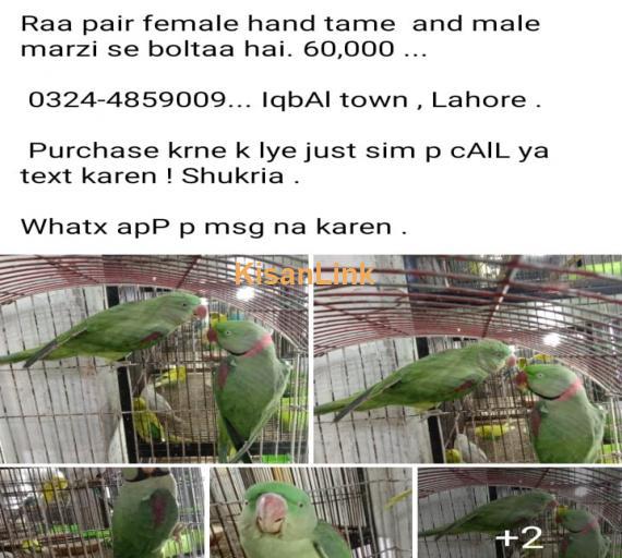 Parrot For Sale