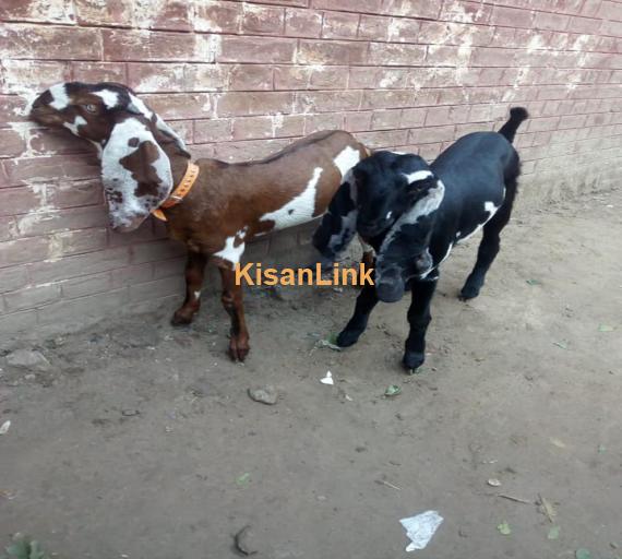 Goat For Sale