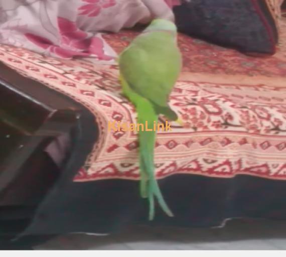 Parrot For Sale