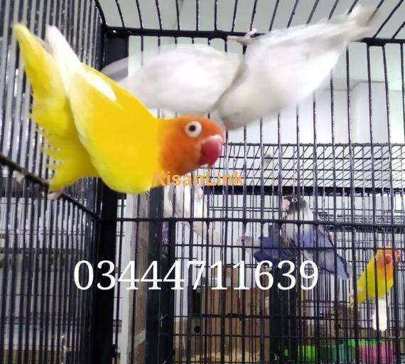 Parrot For Sale