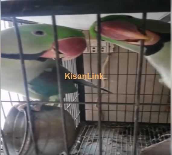 Parrot For Sale