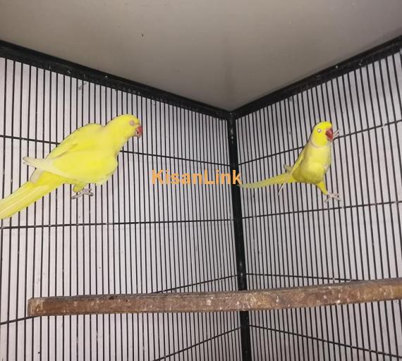 Parrot For Sale