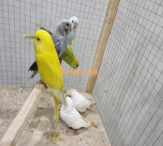 Parrot For Sale