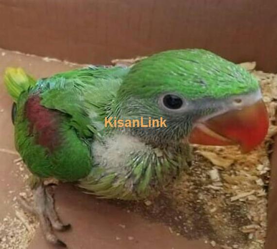 Parrot For Sale