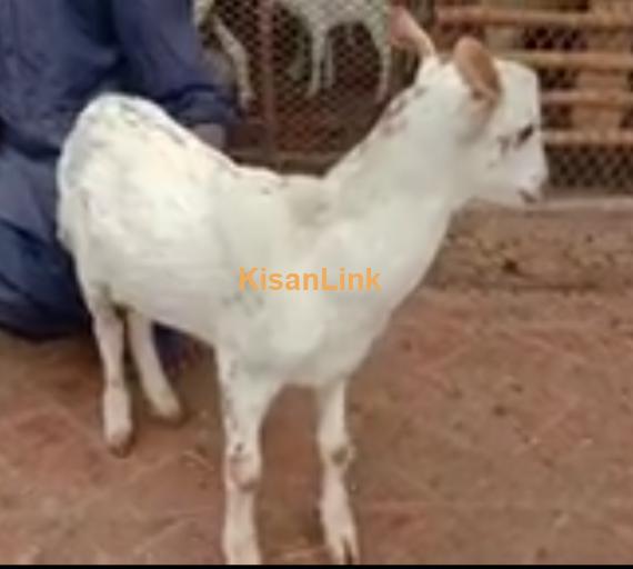 Goat For Sale