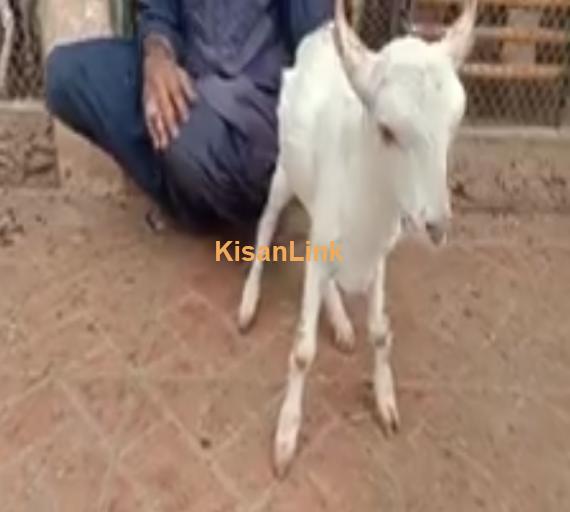 Goat For Sale