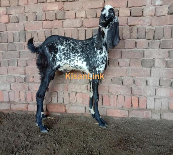 Goat For Sale