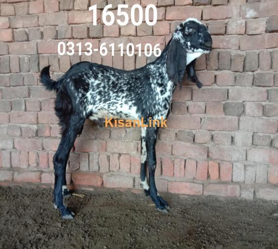 Goat For Sale