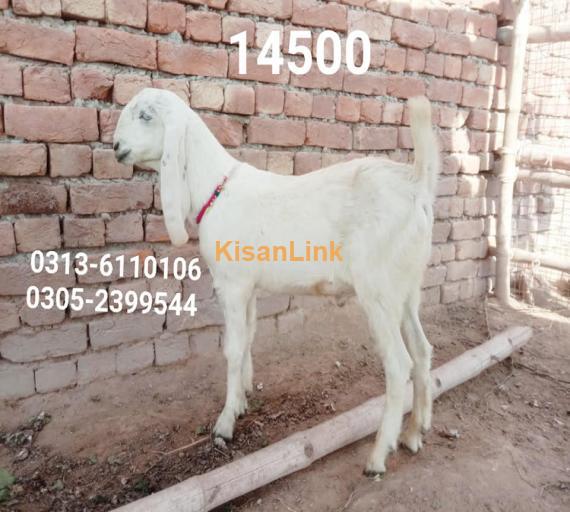 Goat For Sale