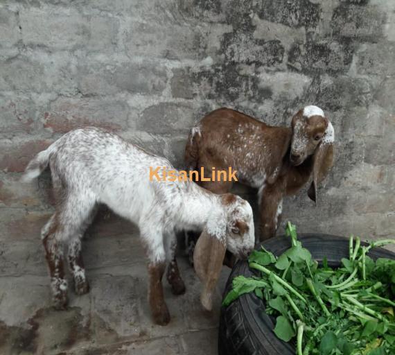 Goat For Sale