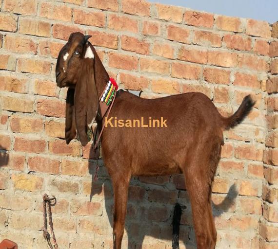 Goat For Sale