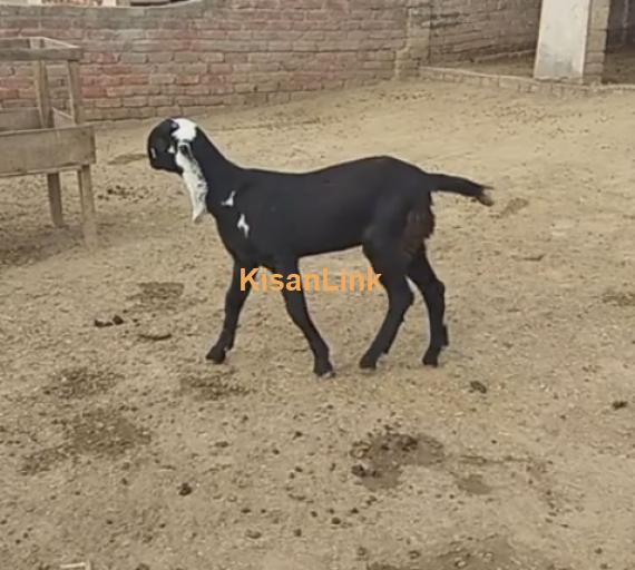 Goat For Sale