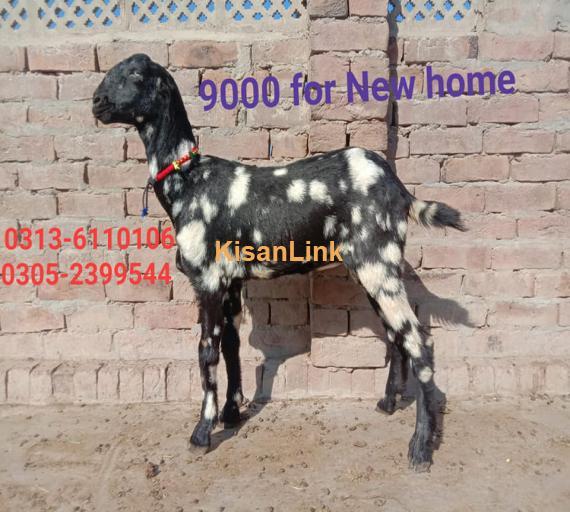 Goat For Sale