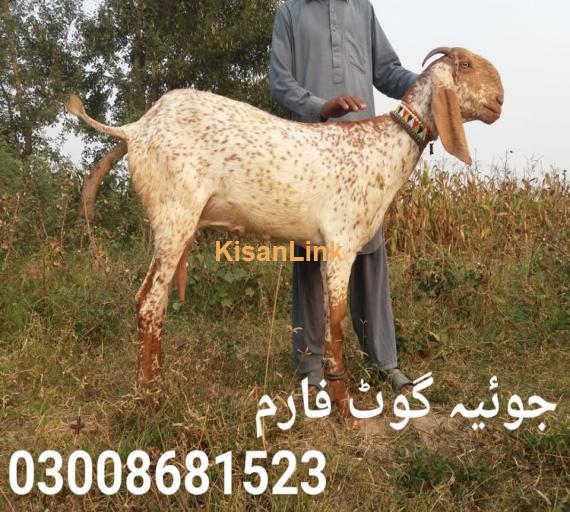 Goat For Sale