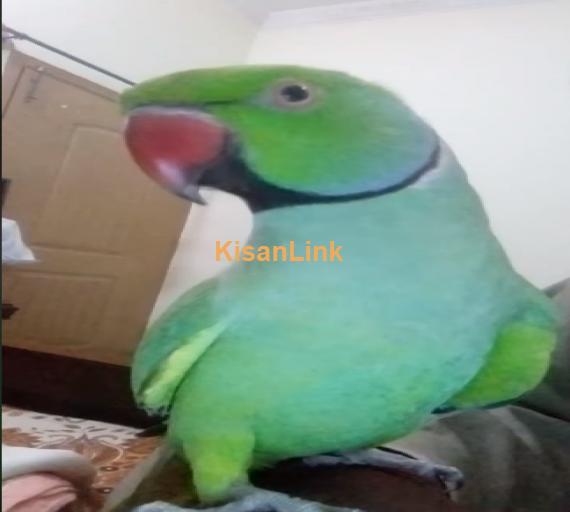 Parrot For Sale