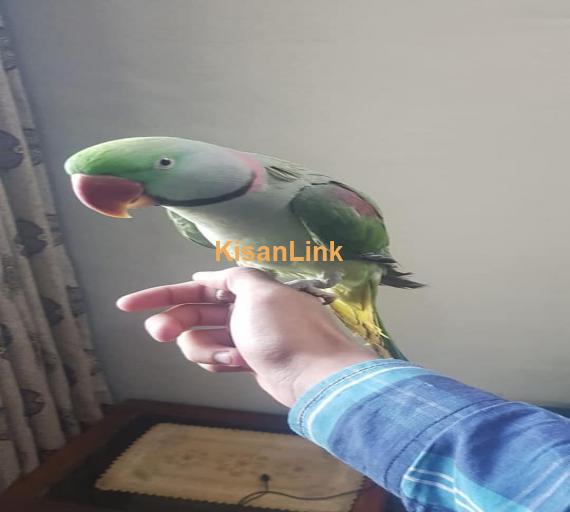 Parrot For Sale