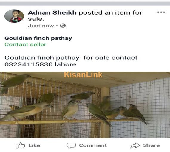 Parrot For Sale