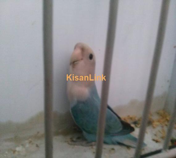 Parrot For Sale