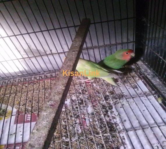 Parrot For Sale