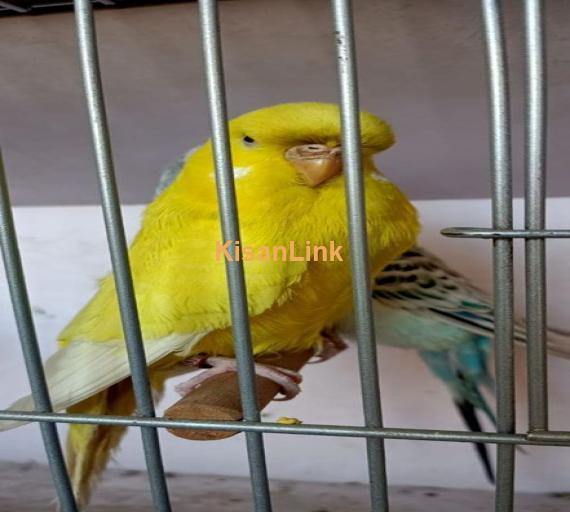 Parrot For Sale