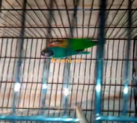 Parrot For Sale