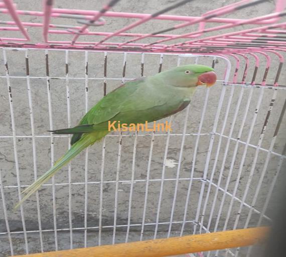 Parrot For Sale