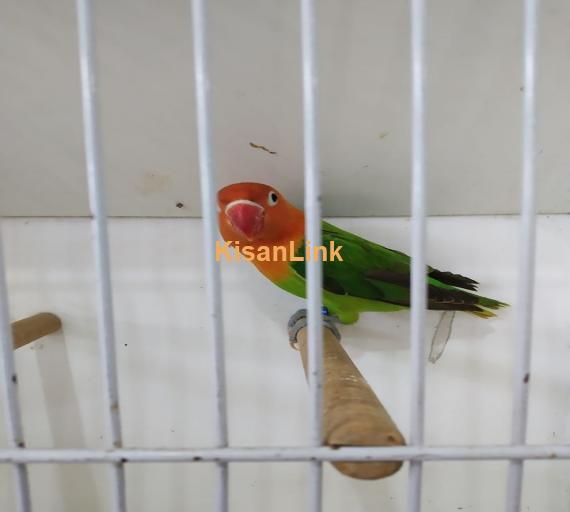 Parrot For Sale